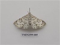 藏品(尺蛾112)的圖片
